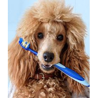 Зубна щітка та іграшка для собак - Chonky Brush