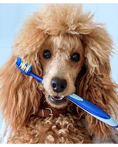 Зубная щетка и игрушка для собак - Chonky Brush